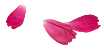 rose-petal-340x164-1